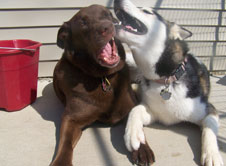 jdpc_bath_image_01 Two dogs playing together