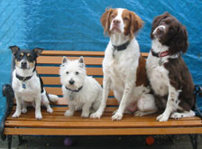 jdpc_home_image_02 Dog training and obedience services.