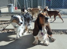 kennel tiffin iowa