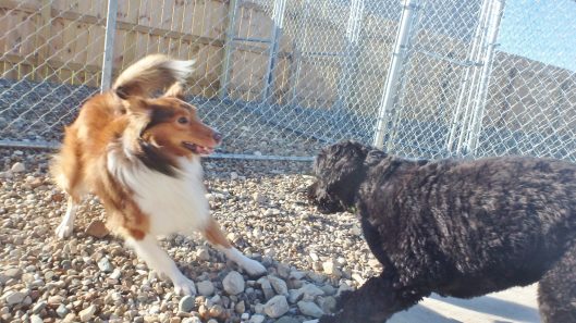doggy daycare