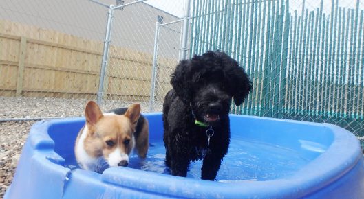 doggy daycare coralville