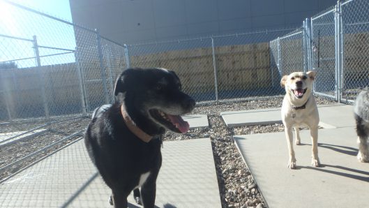 dog boarding tiffin iowa